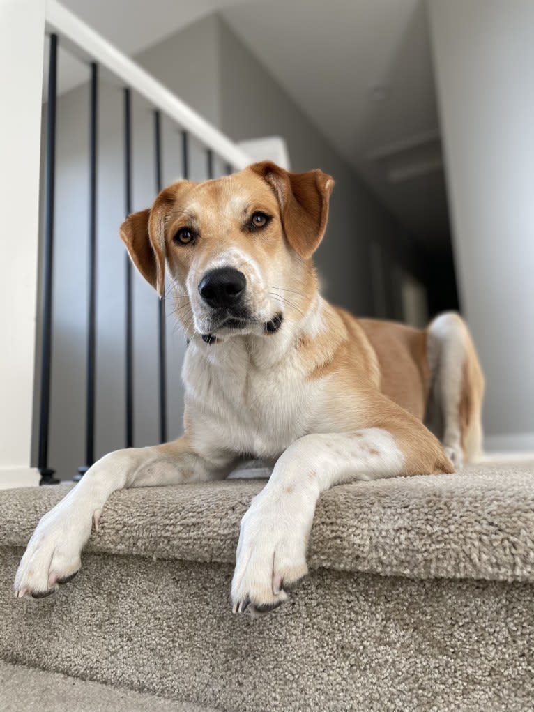 Bear, a Great Pyrenees and Australian Cattle Dog mix tested with EmbarkVet.com