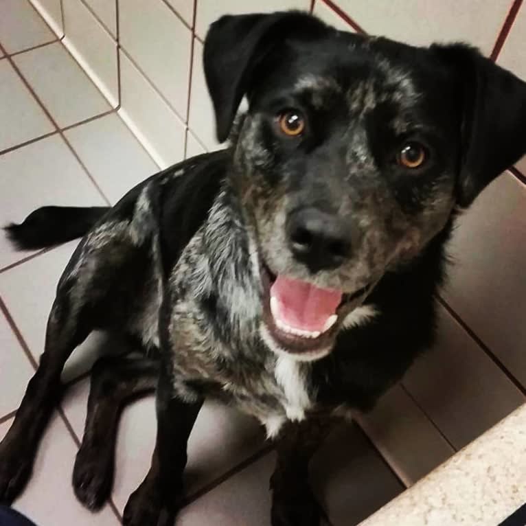 Gerdy, a Rottweiler and Australian Shepherd mix tested with EmbarkVet.com