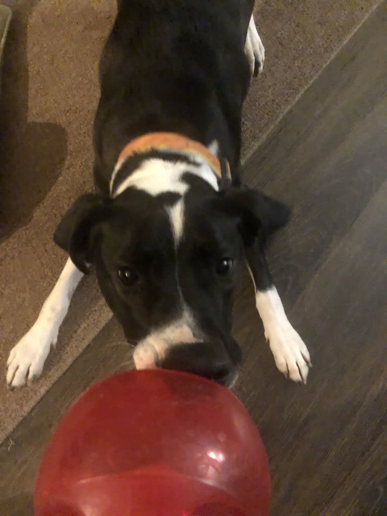 Dutch, an American Pit Bull Terrier and Australian Shepherd mix tested with EmbarkVet.com