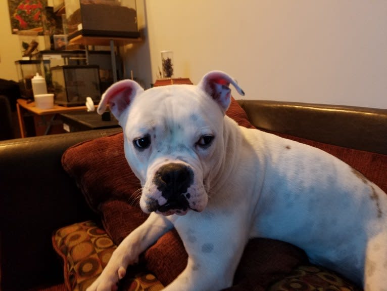 Chubbs, a Staffordshire Terrier and Bulldog mix tested with EmbarkVet.com