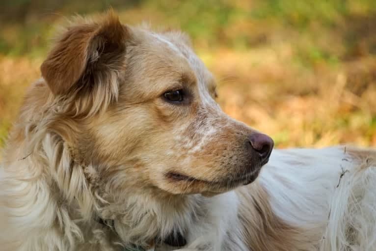 Wendy, a Great Pyrenees and American Pit Bull Terrier mix tested with EmbarkVet.com