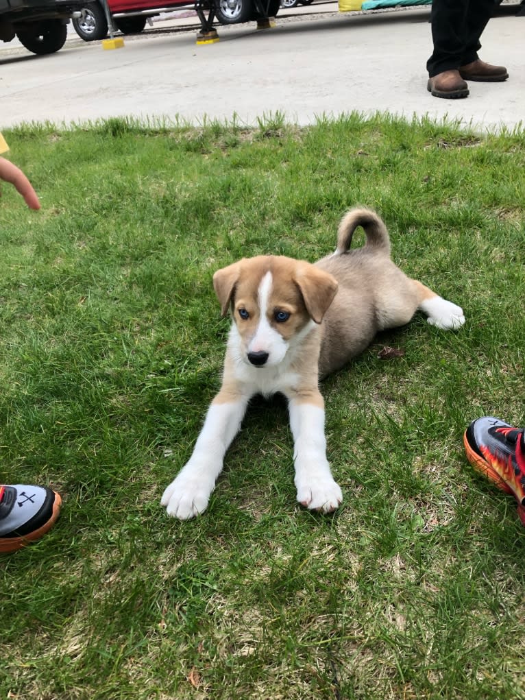 Kayce, a Siberian Husky and Alaskan-type Husky mix tested with EmbarkVet.com