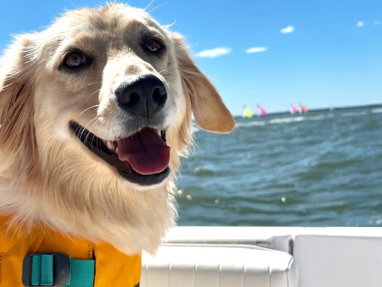 Puff, a Labrador Retriever and Golden Retriever mix tested with EmbarkVet.com