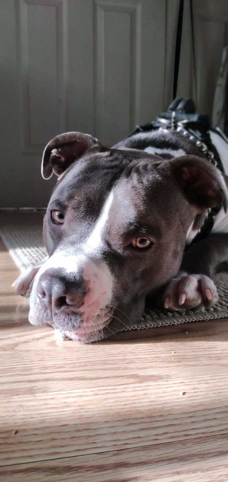MaSiWei, an American Bully tested with EmbarkVet.com