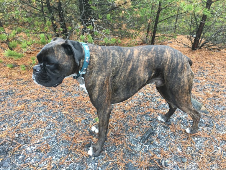 Murray, a Boxer tested with EmbarkVet.com