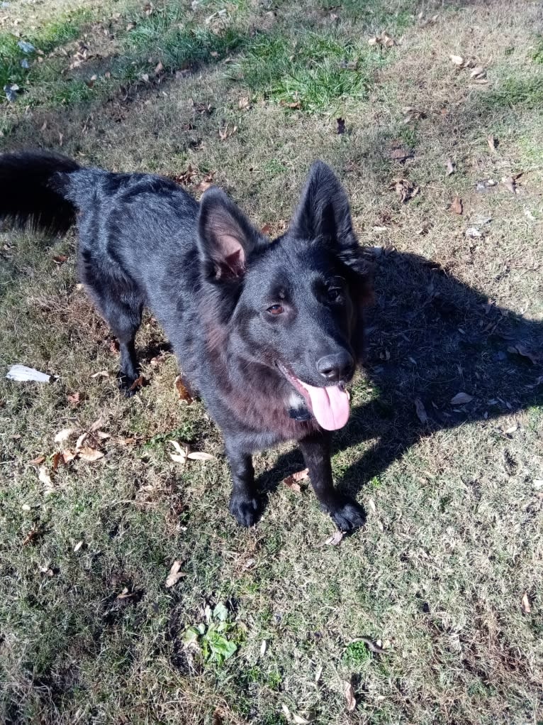 Dixie, a German Shepherd Dog and Australian Shepherd mix tested with EmbarkVet.com