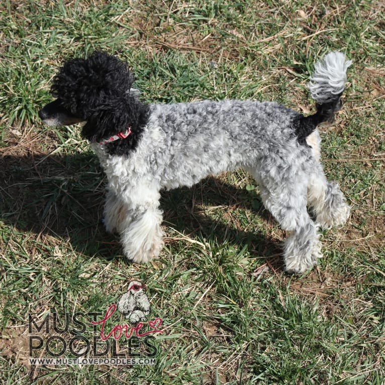 Prada, a Poodle tested with EmbarkVet.com