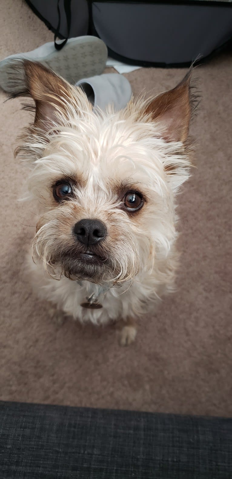 Reese, a Brussels Griffon and Poodle (Small) mix tested with EmbarkVet.com