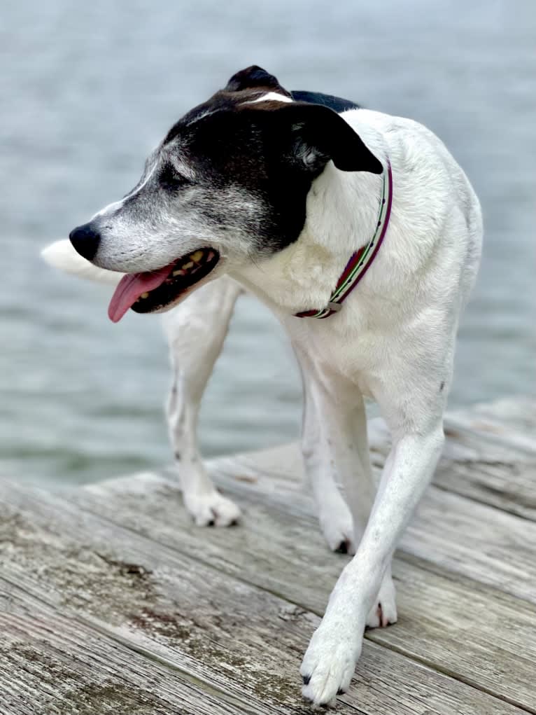 Claire, an American Pit Bull Terrier and Labrador Retriever mix tested with EmbarkVet.com