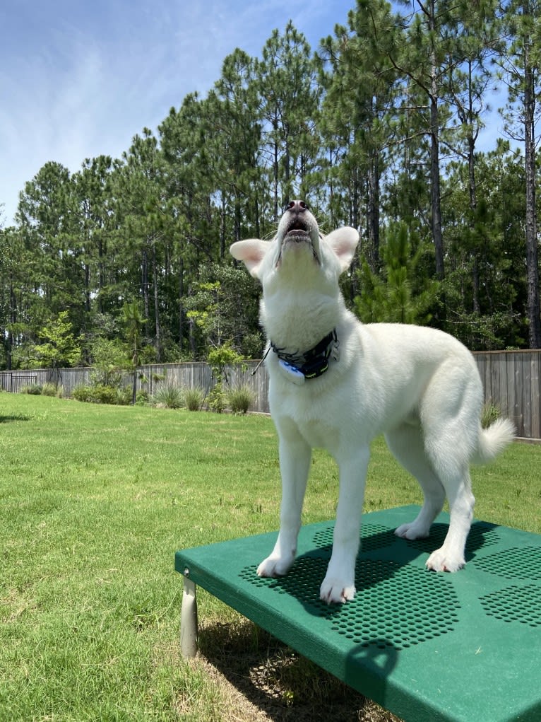 Dash, a Gerberian Shepsky (12.7% unresolved) tested with EmbarkVet.com