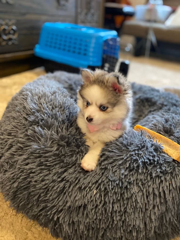 Bella, a Pomsky tested with EmbarkVet.com