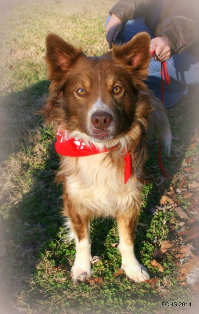 Leo, a Miniature/MAS-type Australian Shepherd and Alaskan Malamute mix tested with EmbarkVet.com