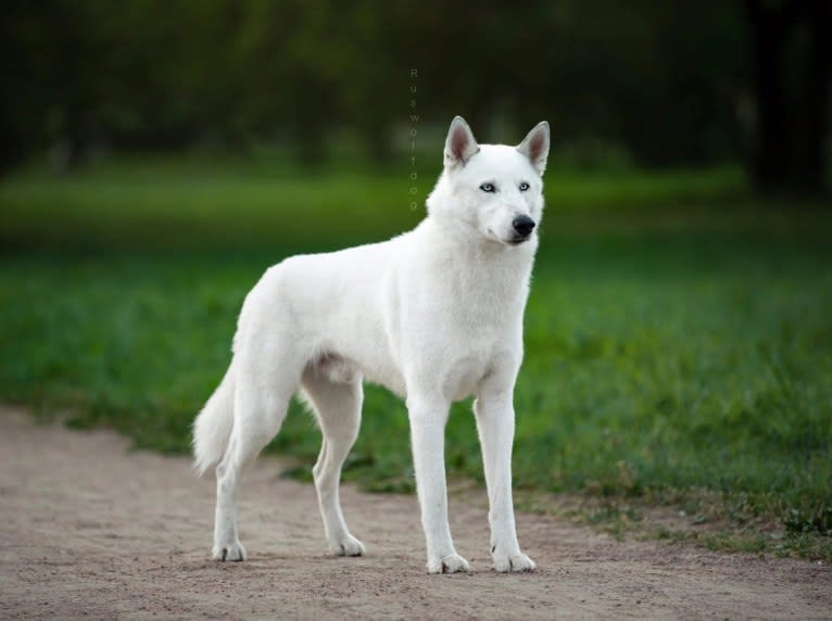 DEMON, a Gerberian Shepsky (5.0% unresolved) tested with EmbarkVet.com