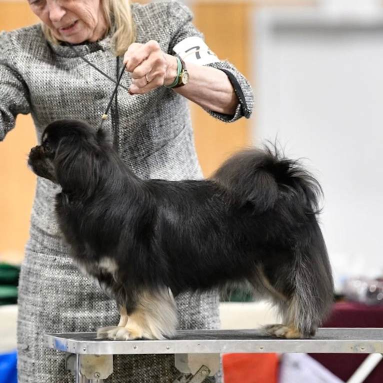Lily, a Tibetan Spaniel tested with EmbarkVet.com