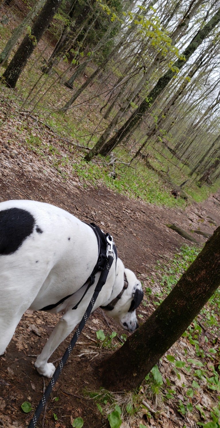 Dublin, an American Foxhound and Labrador Retriever mix tested with EmbarkVet.com