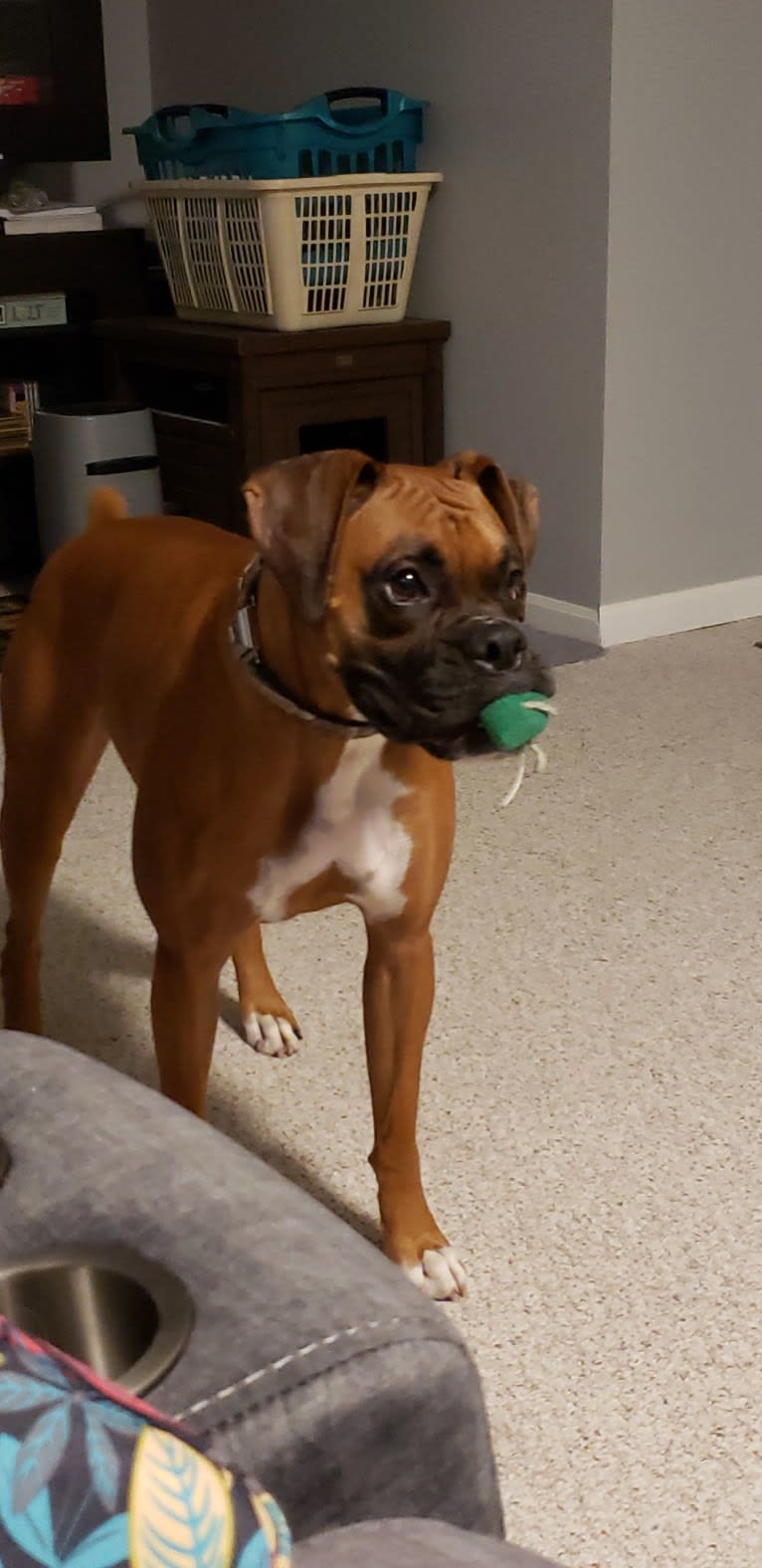 Zeus, a Boxer tested with EmbarkVet.com