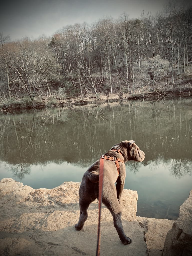 Pumpkin, a Chinese Shar-Pei tested with EmbarkVet.com