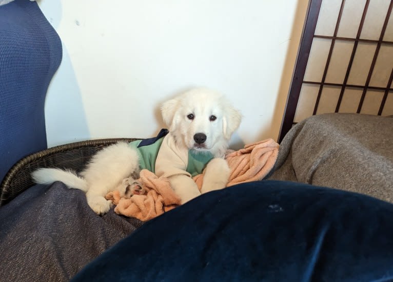 Valiant, a Great Pyrenees tested with EmbarkVet.com