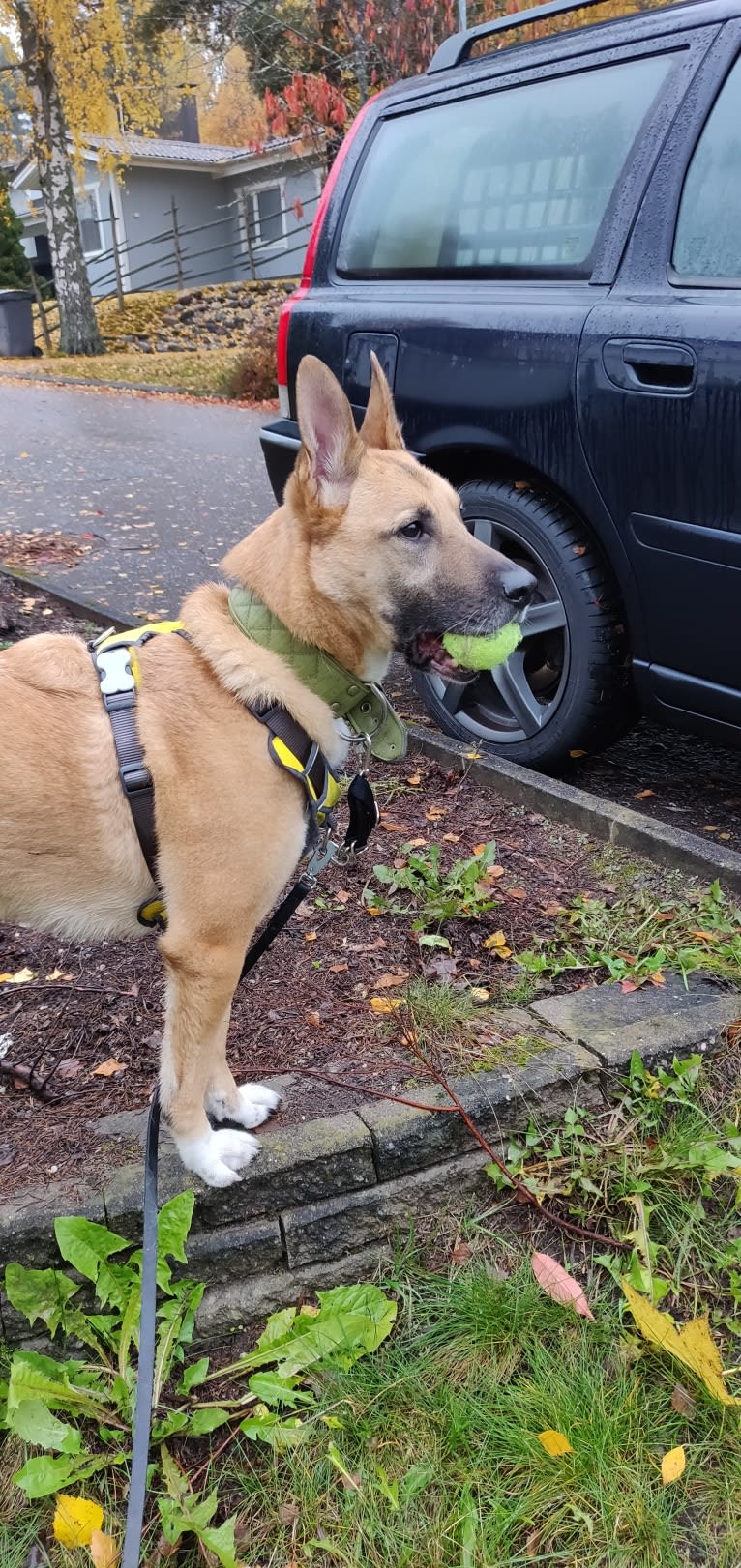 Kelmi, an Eastern European Village Dog and German Shepherd Dog mix tested with EmbarkVet.com