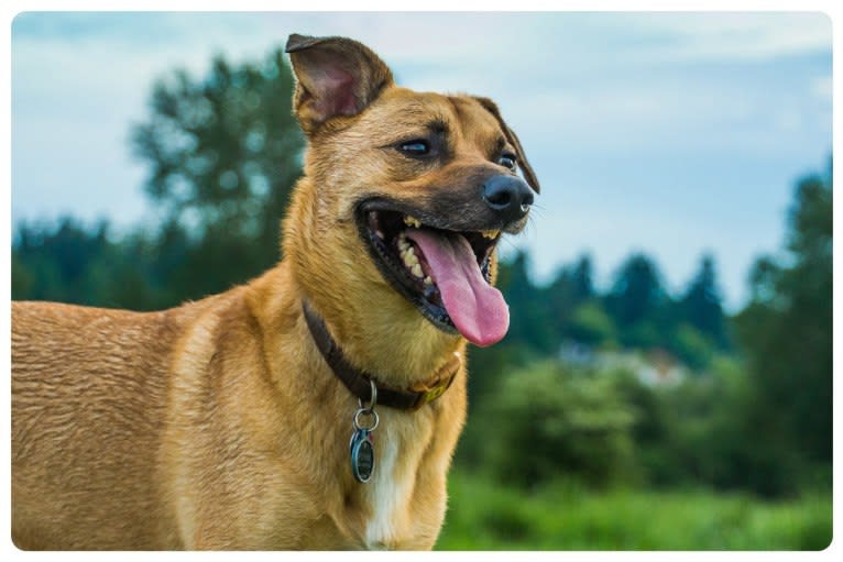 Flynn, an Australian Shepherd and German Shepherd Dog mix tested with EmbarkVet.com