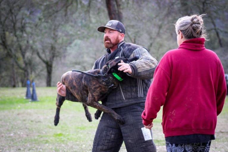 Static, a Dutch Shepherd tested with EmbarkVet.com