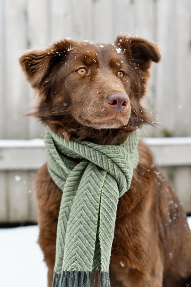 Sequoia, a Siberian Husky and Labrador Retriever mix tested with EmbarkVet.com