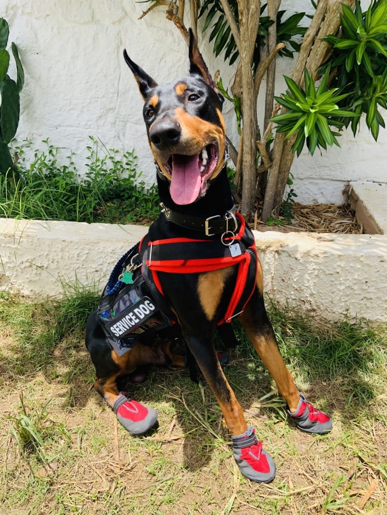 Castiel, a Doberman Pinscher and Rottweiler mix tested with EmbarkVet.com