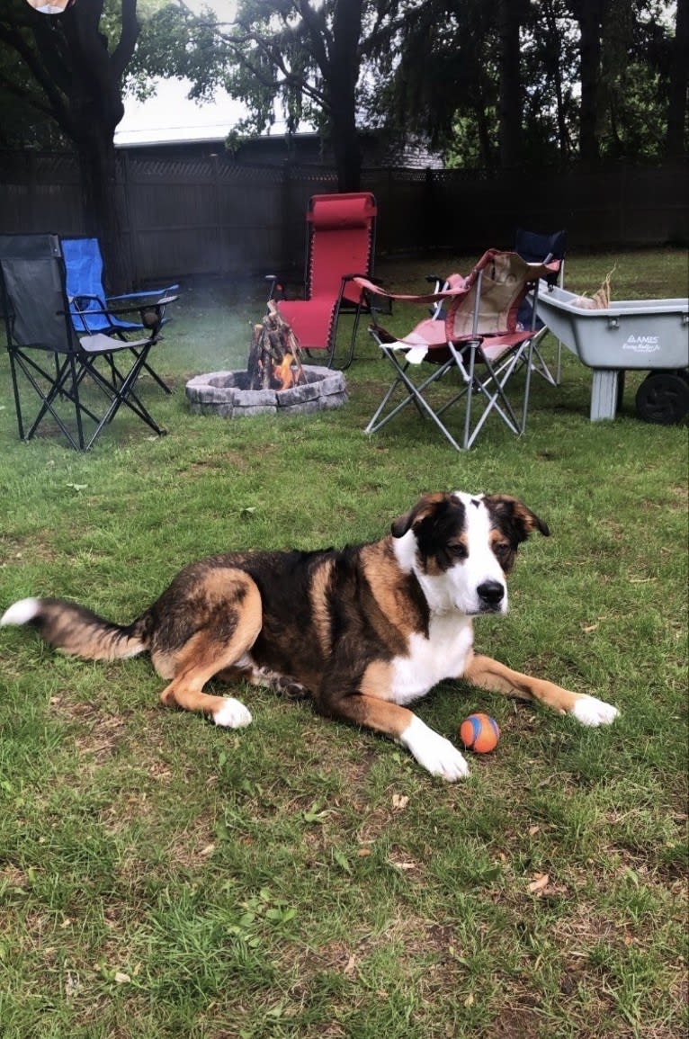 Dexter, a Bernese Mountain Dog and German Shepherd Dog mix tested with EmbarkVet.com