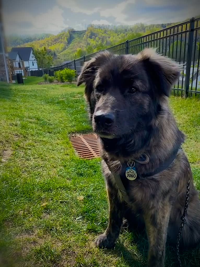 Juno, a Norwegian Elkhound and American Pit Bull Terrier mix tested with EmbarkVet.com