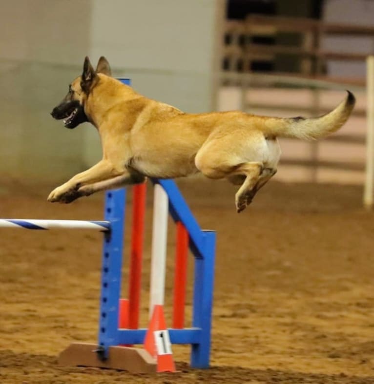 GCH Turicks Starfire of Tbear, a Belgian Shepherd tested with EmbarkVet.com