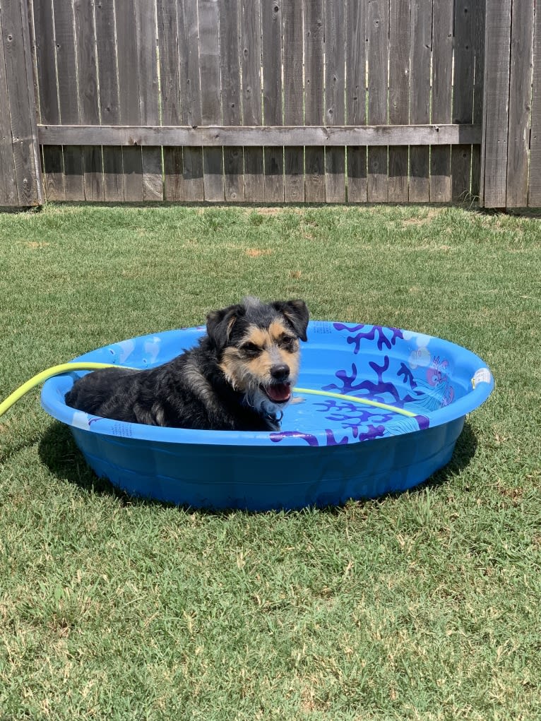 Nash, a Shih Tzu and Miniature Schnauzer mix tested with EmbarkVet.com