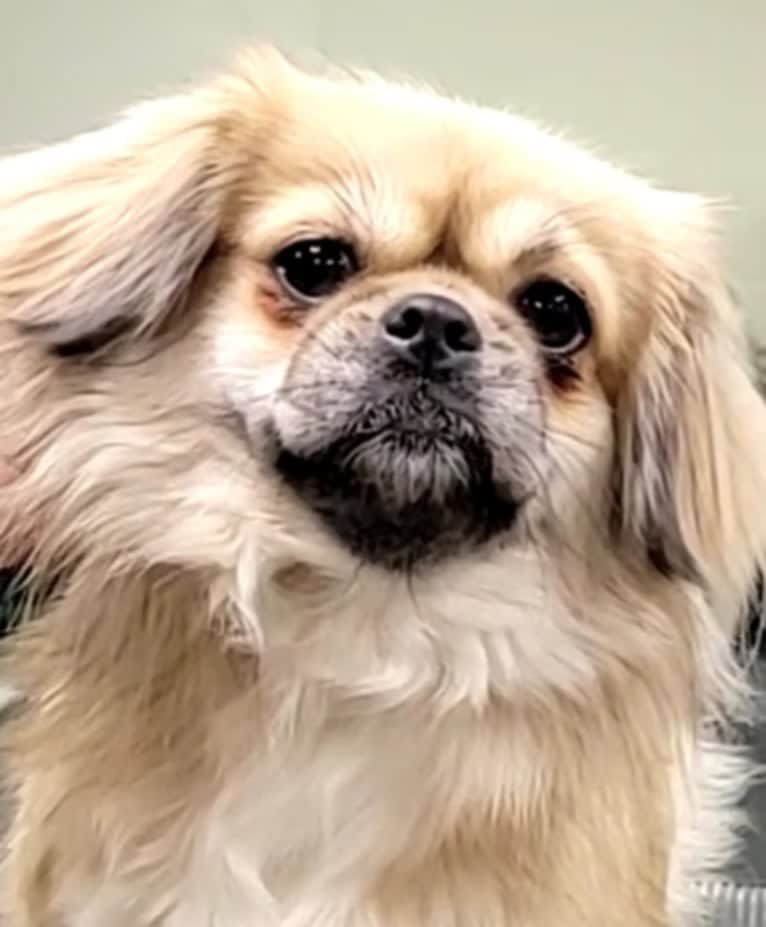 Dandi, a Tibetan Spaniel tested with EmbarkVet.com