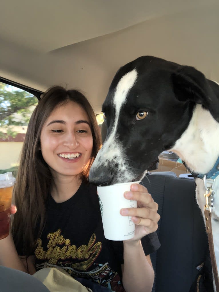 Dexter, a Great Pyrenees and American Pit Bull Terrier mix tested with EmbarkVet.com