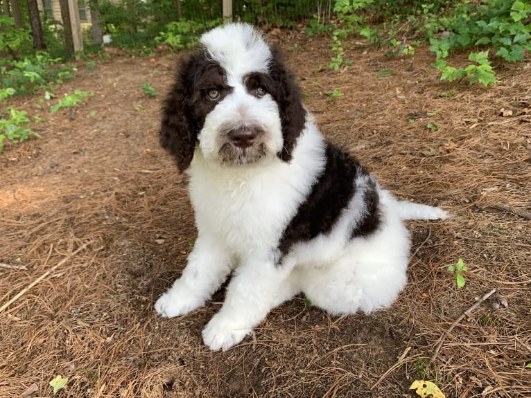 Charlie, a Poodle (Standard) tested with EmbarkVet.com