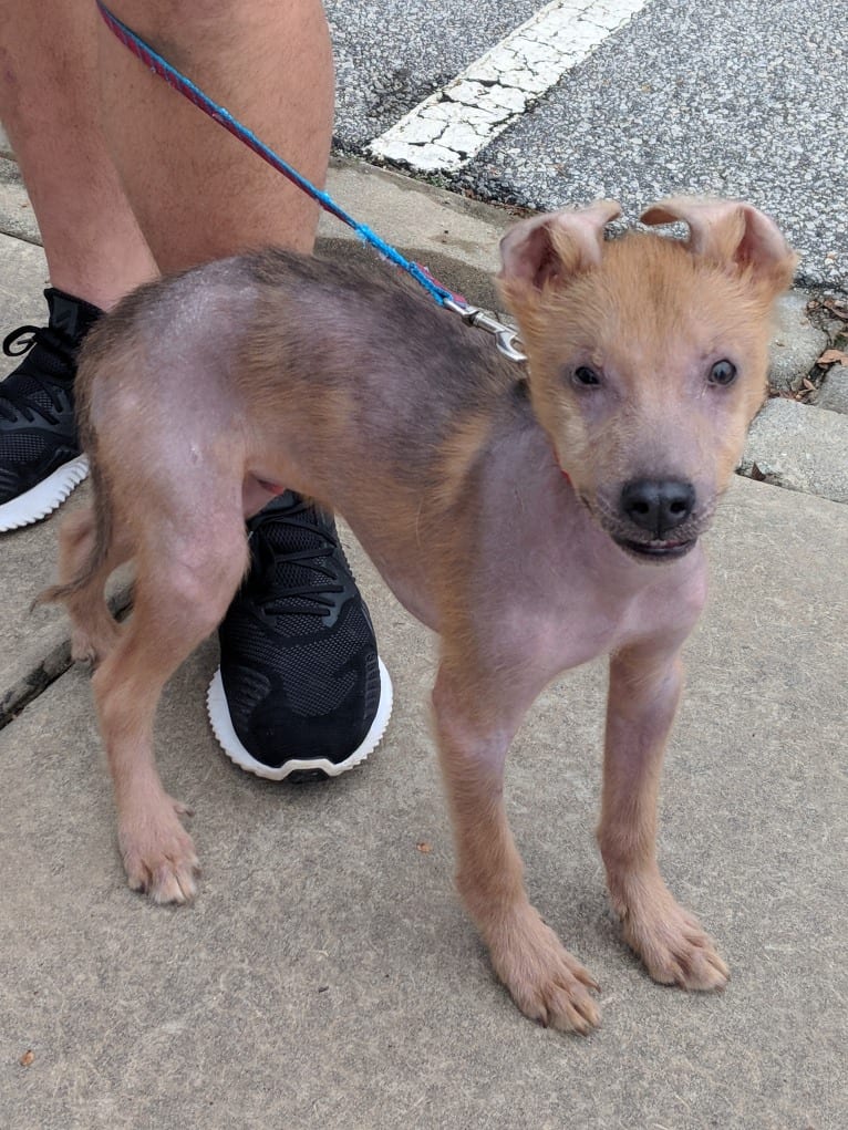 Chupey, an American Pit Bull Terrier and Rottweiler mix tested with EmbarkVet.com