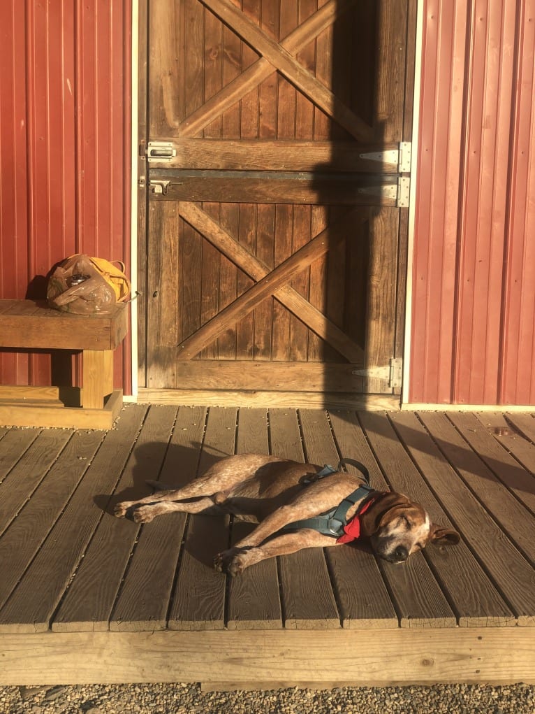 Stonewall, an American English Coonhound tested with EmbarkVet.com