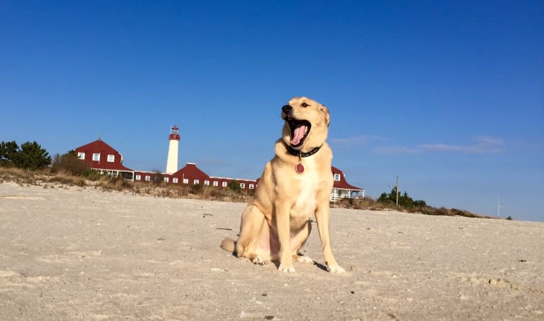 Buddy, a Chesapeake Bay Retriever and Chow Chow mix tested with EmbarkVet.com