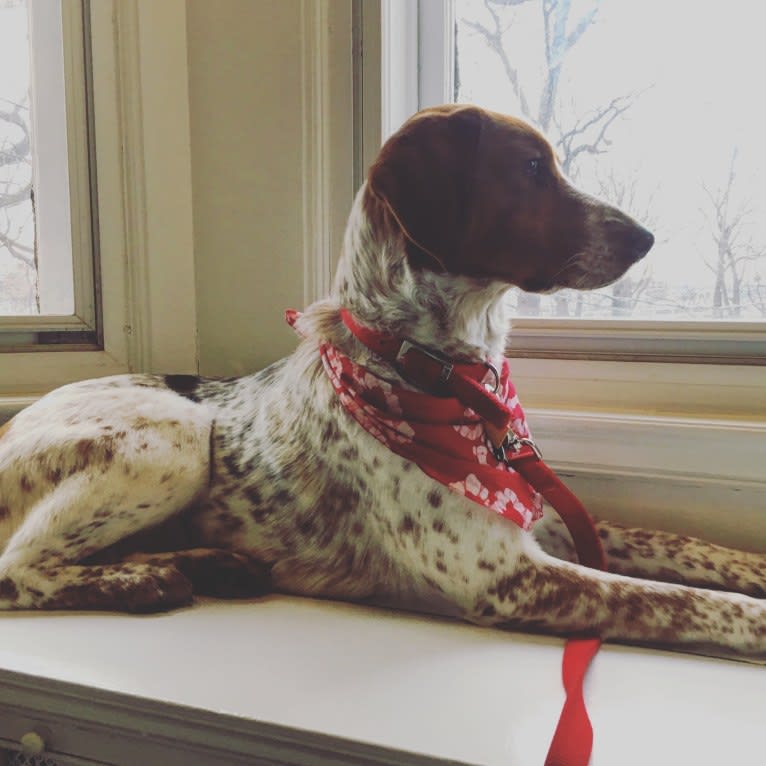 Artie, a Treeing Walker Coonhound and Llewellin Setter mix tested with EmbarkVet.com