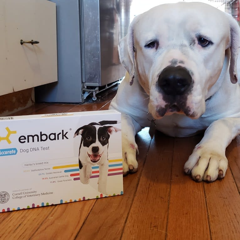 Bruno, an American Bulldog and American Staffordshire Terrier mix tested with EmbarkVet.com