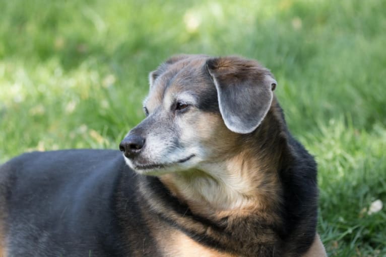 Roscoe, a Beagle and Cocker Spaniel mix tested with EmbarkVet.com