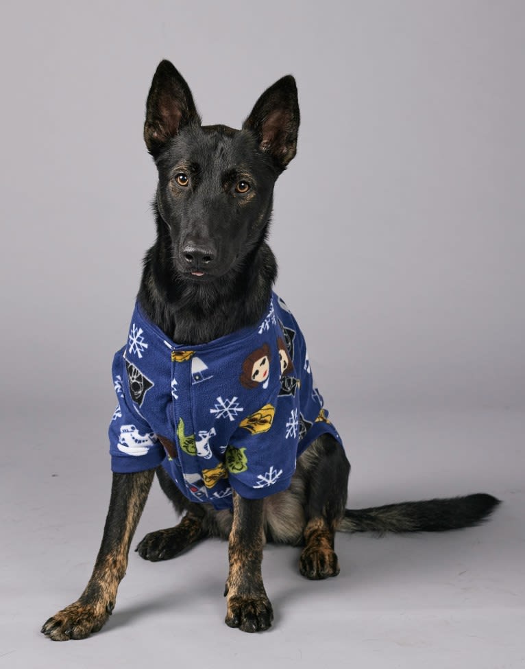 Ronan, a German Shepherd Dog and Belgian Malinois mix tested with EmbarkVet.com