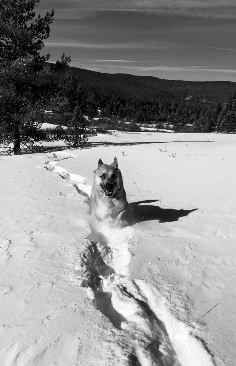 Boban, a German Shepherd Dog and Great Pyrenees mix tested with EmbarkVet.com