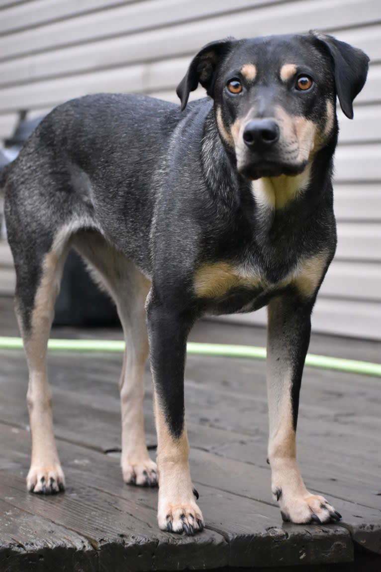 River, a Catahoula Leopard Dog and Labrador Retriever mix tested with EmbarkVet.com