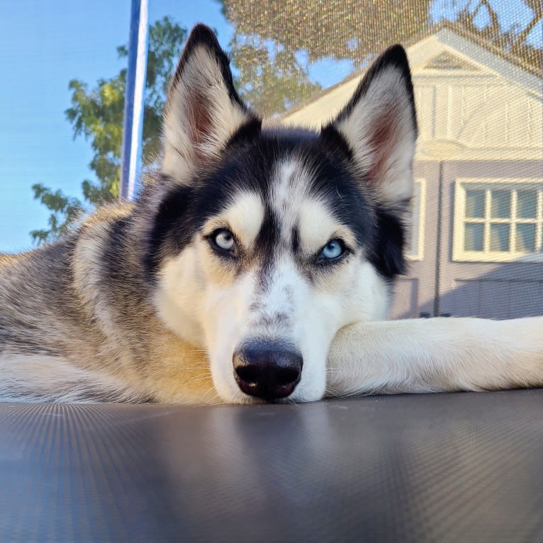 Teyla, a Siberian Husky tested with EmbarkVet.com