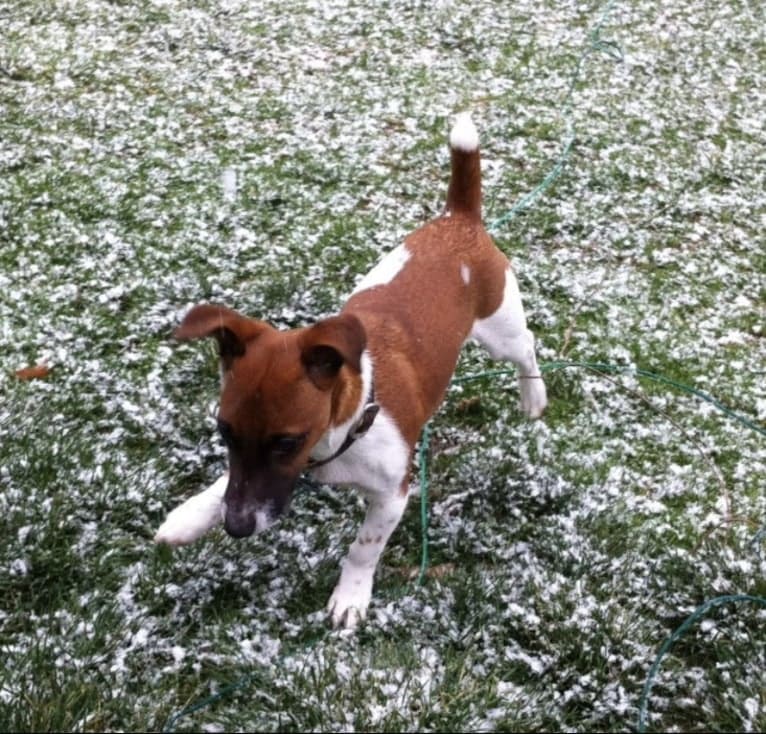 Sammy (Sam), a Russell-type Terrier tested with EmbarkVet.com