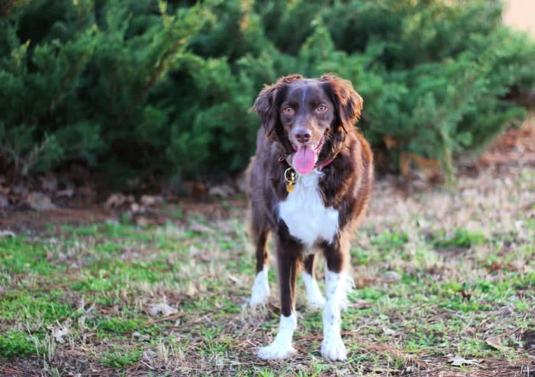 RACH Ruby Blue Mingus CDX BN RM4 RAE2 FDC AX AJX MXF CGC TKP, a Brittany and Border Collie mix tested with EmbarkVet.com