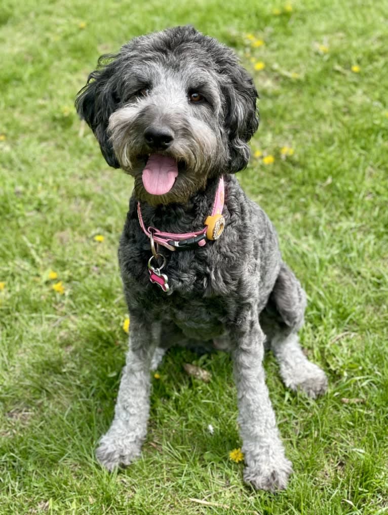 Millie, a Poodle (Standard) and Australian Shepherd mix tested with EmbarkVet.com