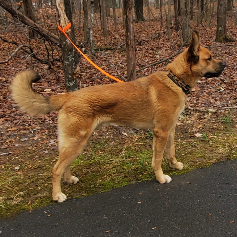 Canyon, a Siberian Husky and Saint Bernard mix tested with EmbarkVet.com