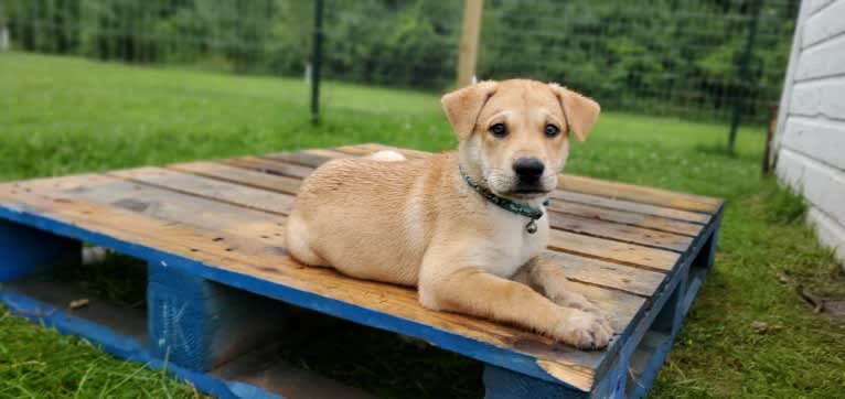 Bones, a Carolina Dog tested with EmbarkVet.com