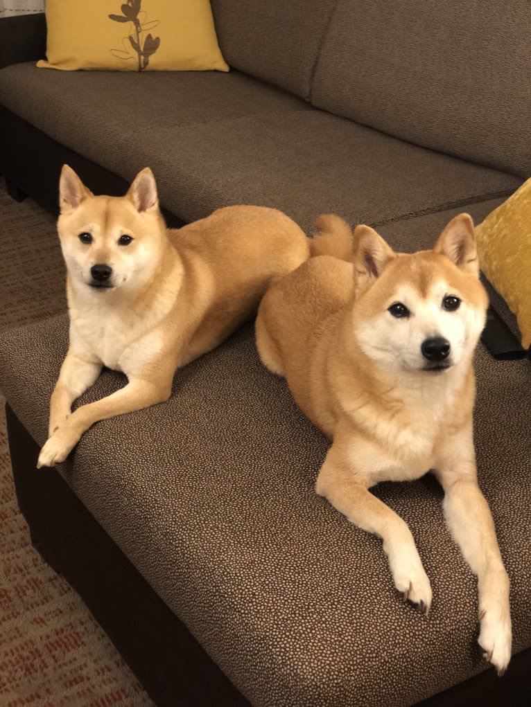 Cymba, a Shiba Inu tested with EmbarkVet.com